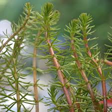 Attēlu rezultāti vaicājumam “Hippuris vulgaris leaf”