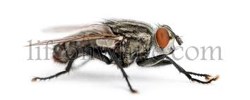 Attēlu rezultāti vaicājumam “Sarcophagidae”