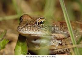 Attēlu rezultāti vaicājumam “Ranidae”