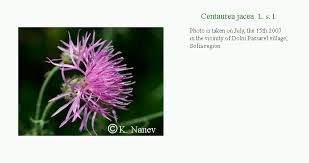 Attēlu rezultāti vaicājumam “Centaurea jacea fruit”