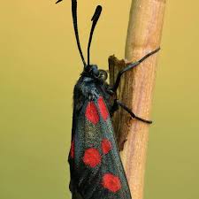 Attēlu rezultāti vaicājumam “Zygaena cocoon”
