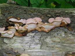 Attēlu rezultāti vaicājumam “Fomitopsis rosea”
