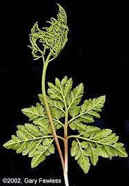 Attēlu rezultāti vaicājumam “Botrychium multifidum”