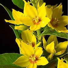 Attēlu rezultāti vaicājumam “Lysimachia punctata”