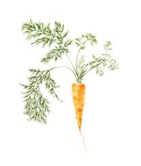 Image result for Daucus carota