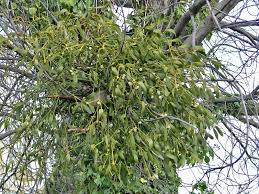 Attēlu rezultāti vaicājumam “Viscum album female flower”