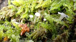 Attēlu rezultāti vaicājumam “Cudoniella acicularis”