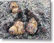 Attēlu rezultāti vaicājumam “Rhizopogon luteolus”