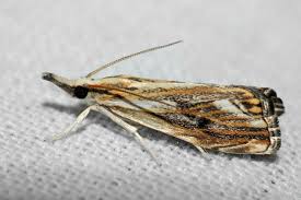 Attēlu rezultāti vaicājumam “Catoptria fulgidella”