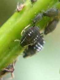 Attēlu rezultāti vaicājumam “Aphelia viburniana”