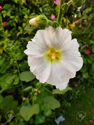 Attēlu rezultāti vaicājumam “Alcea rosea bud”