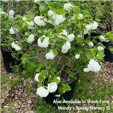 Attēlu rezultāti vaicājumam “Viburnum opulus”