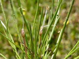 Attēlu rezultāti vaicājumam “Plantago uniflora leaf”