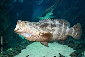 Image result for Epinephelus itajara