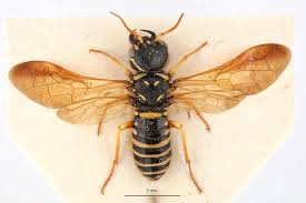 Attēlu rezultāti vaicājumam “Pamphiliidae”