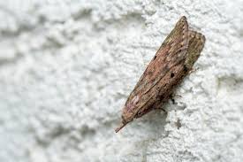 Attēlu rezultāti vaicājumam “Aphomia sociella male”