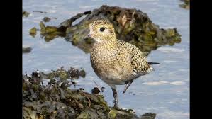 Attēlu rezultāti vaicājumam “Pluvialis apricaria adult”