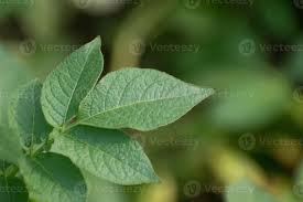Attēlu rezultāti vaicājumam “Solanum tuberosum leaf”