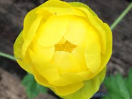 Attēlu rezultāti vaicājumam “Trollius europaeus”