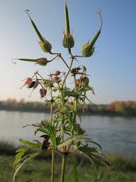 Attēlu rezultāti vaicājumam “Geranium pratense bud”