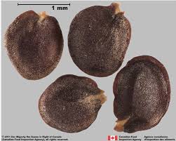 Attēlu rezultāti vaicājumam “Berteroa incana fruit”