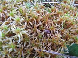 Attēlu rezultāti vaicājumam “Sphagnum teres”