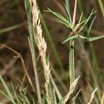 Attēlu rezultāti vaicājumam “Agrostis canina leaf”