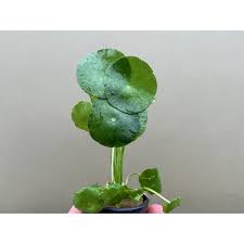 Attēlu rezultāti vaicājumam “Hydrocotyle vulgaris bud”