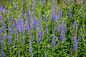 Attēlu rezultāti vaicājumam “Veronica longifolia bud”