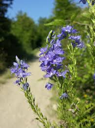 Attēlu rezultāti vaicājumam “Veronica austriaca subsp. teucrium flower”