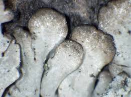 Attēlu rezultāti vaicājumam “Stemonitopsis hyperopta var. landewaldii macro”