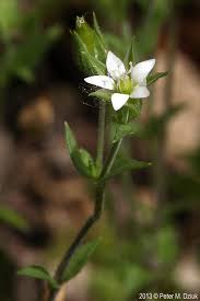 Attēlu rezultāti vaicājumam “Anthyllis arenaria flower”