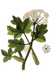 Image result for Heracleum sphondylium