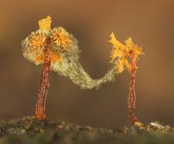 Attēlu rezultāti vaicājumam “Physarum bivalve young”