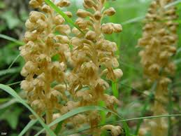 Attēlu rezultāti vaicājumam “Neottia nidus-avis”