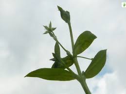 Attēlu rezultāti vaicājumam “Stellaria uliginosa”
