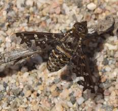 Attēlu rezultāti vaicājumam “Exoprosopa capucina”