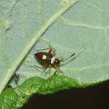 Attēlu rezultāti vaicājumam “Closterotomus biclavatus imago”