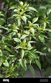 Attēlu rezultāti vaicājumam “Bidens frondosa leaf”