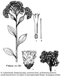 Image result for Helichrysum lindleyii