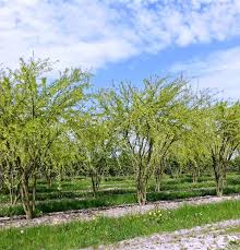 Attēlu rezultāti vaicājumam “Caragana arborescens”