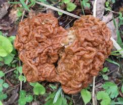 Attēlu rezultāti vaicājumam “Gyromitra gigas”