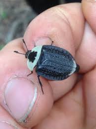 Attēlu rezultāti vaicājumam “Comatricha ellae stalked”