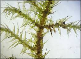 Attēlu rezultāti vaicājumam “Campylium stellatum”