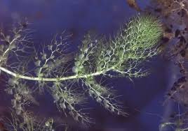 Attēlu rezultāti vaicājumam “Utricularia x neglecta leaf”