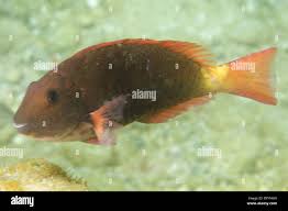 Image result for Sparisoma frondosum