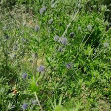 Attēlu rezultāti vaicājumam “Eryngium planum fruit”