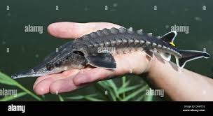 Image result for Acipenser oxyrinchus oxyrinchus