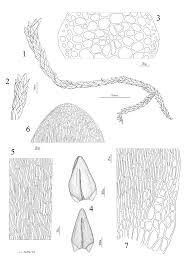Attēlu rezultāti vaicājumam “Straminergon stramineum”