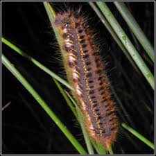 Attēlu rezultāti vaicājumam “Euthrix potatoria imago”